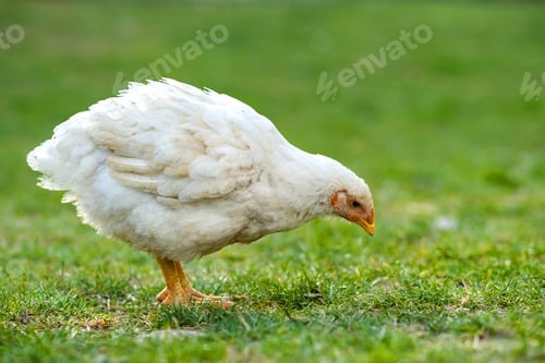 Preview: Hen feed on traditional rural barnyard.