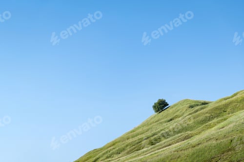 Preview: Green hillside under a clear blue sky with a solitary tree standing on top during daylight