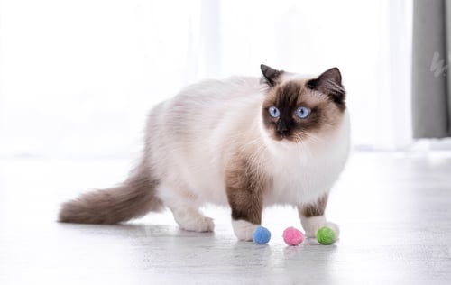 Preview: Ragdoll cat portrait
