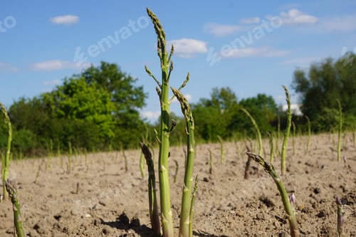 Preview: Close-up of fresh asparagus sproutings in soil