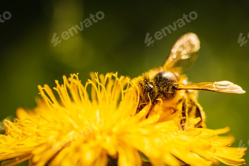 Preview: Honey bee covered with yellow pollen collecting nectar from dandelion flower. Important for