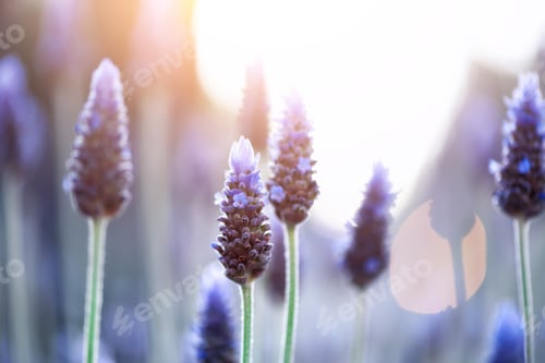 Preview: Lavender plant field. Lavandula angustifolia flower. Blooming violet wild flowers background with