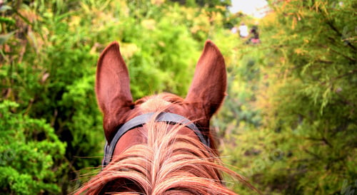 Preview: on top of a horse