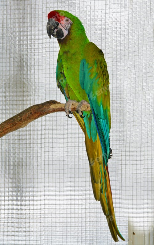 Preview: Big parrot with green and blue body and red forehead sitting on a branch