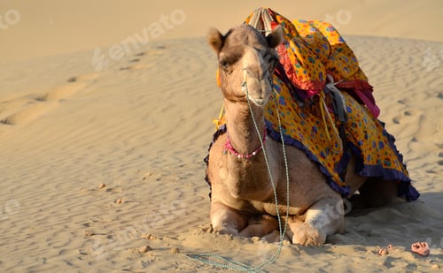 Preview: Decorated Camel Resting Peacefully on Sand Dune