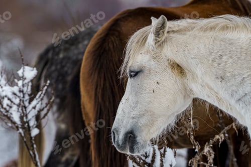 Preview: horses stand in a snow covered field with bushes and bushes