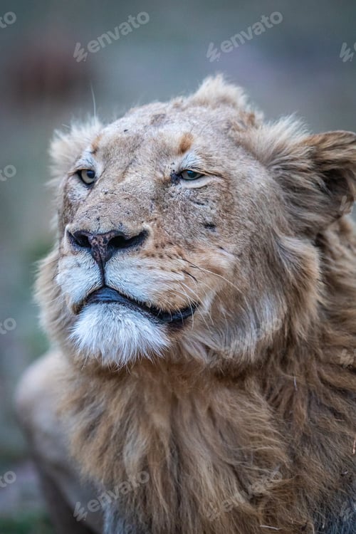 Preview: Close up of a male Lion in the Kruger.
