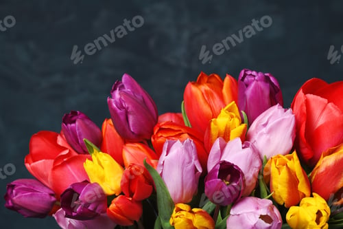 Preview: colorful tulips