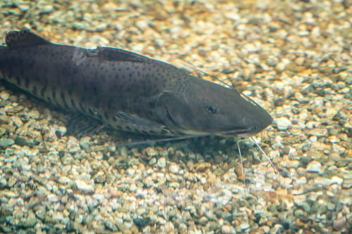 Preview: Spotted Sorubim Catfish (Pseudoplatystoma corruscans) - Freshwater Fish
