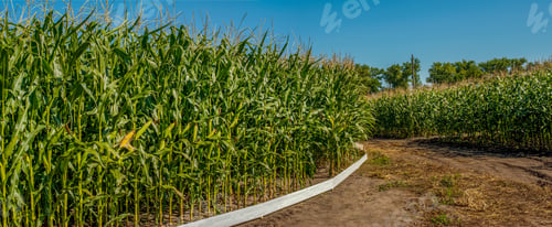 Preview: panorama of farmland with circular fields corn