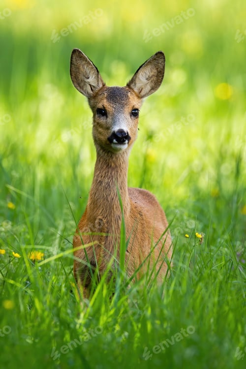 Preview: Young roe deer standing on meadow during the spring