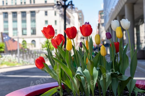 Preview: Tulips in flower bed in downtown Ottawa in Canada. Spring in the city.
