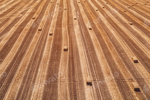 Preview: Aerial view of square hay bales in field after harvest