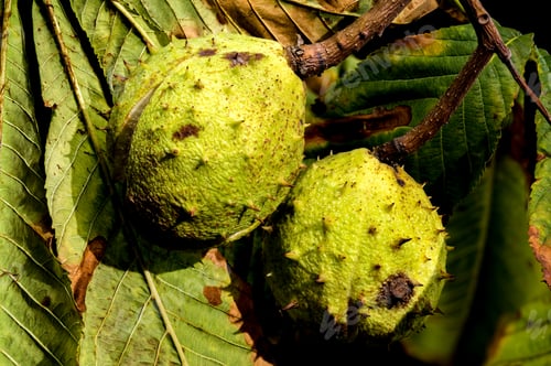 Preview: a horse chestnut (conker) seed emerging from its spiky green husk on a background of leaves