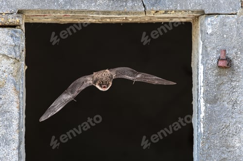 Preview: Natterers bat flying through window