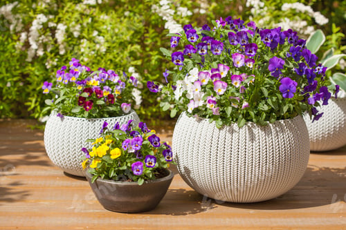 Preview: beautiful pansy summer flowers in flowerpots in garden