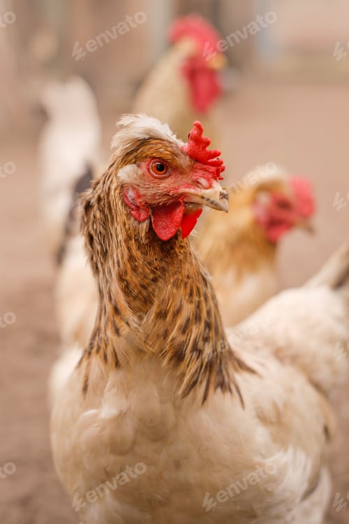 Preview: Domestic Chickens in barnyard . Breeding poultry on the farm