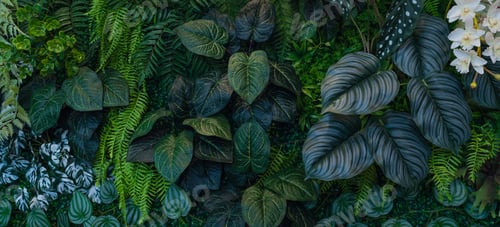 Preview: Creative nature green background, tropical leaf banner or floral jungle pattern concept.
