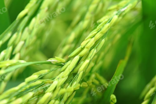 Preview: Paddy rice