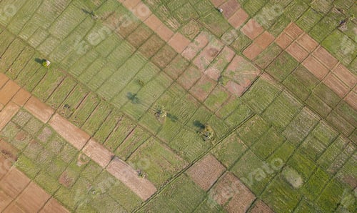 Preview: Rice Terrace Aerial Shot. Image of beautiful terrace rice field