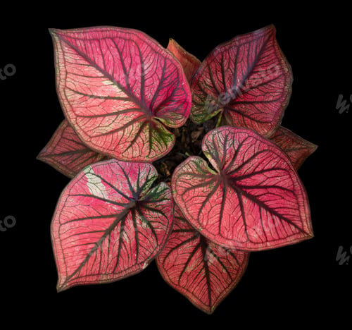 Preview: Beautiful colorful caladium on Black background isolate with clipping path. Queen