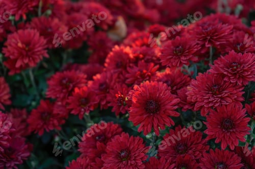 Preview: Fresh Bright Red Chrysanthemums Flowers In Autumn Garden