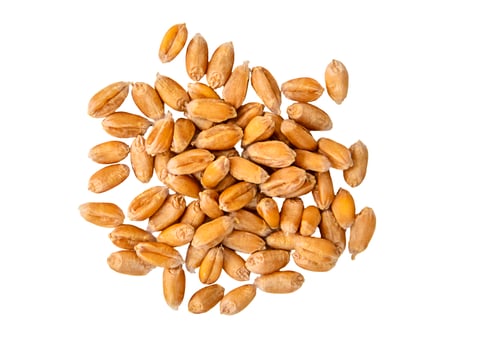 Preview: Wheat isolate on a white background. Selective focus.