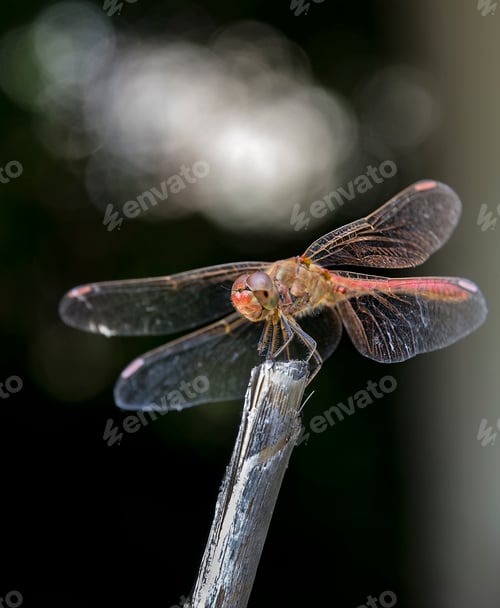 Preview: dragonfly