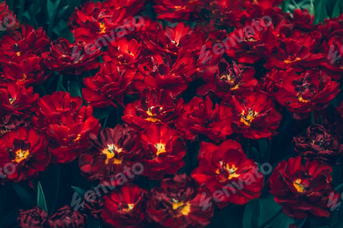 Preview: Flowerbeds of blossoming tulips