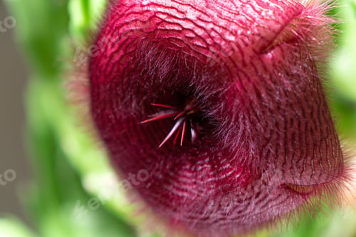 Preview: Stapelia nobilis flower, close up