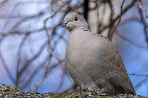 Preview: Collared dove perched on a branch