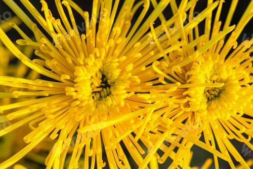 Preview: Background of yellow chrysanthemums close-up in bright sunlight. Autumn flowers in the garden.