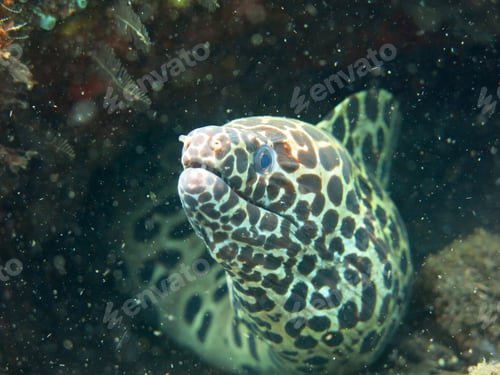 Preview: Giant spotted moray hiding amongst coral reef on the ocean flo