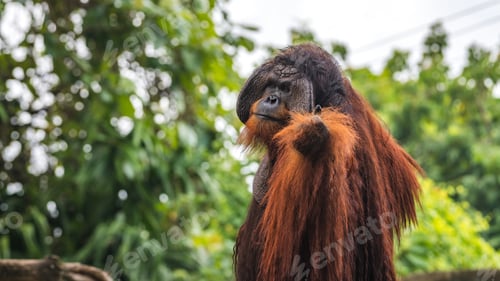 Preview: Majestic Orangutan with striking large face flangs and long reddish fur raised its hand