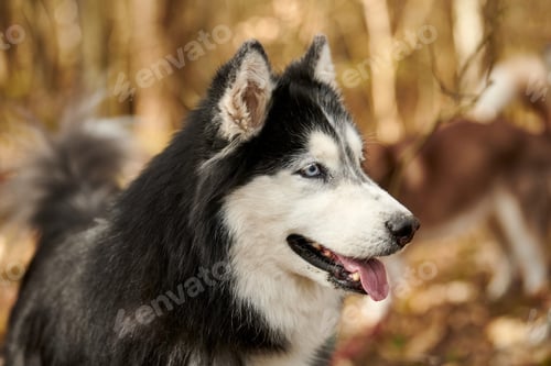 Preview: Siberian Husky dog profile portrait with black gray white coat color, cute sled dog breed
