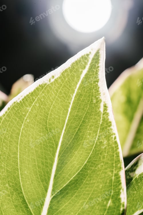 Preview: The leaf of the house plant is close.