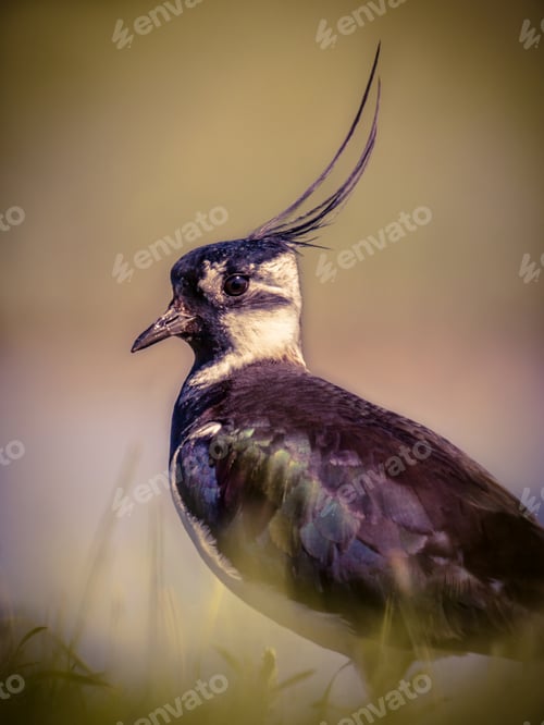 Preview: Vertical portrait of Northern lapwing in grassland habitat in vi