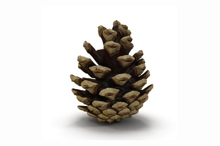 Preview: Mature Pine Cone - Open Structure