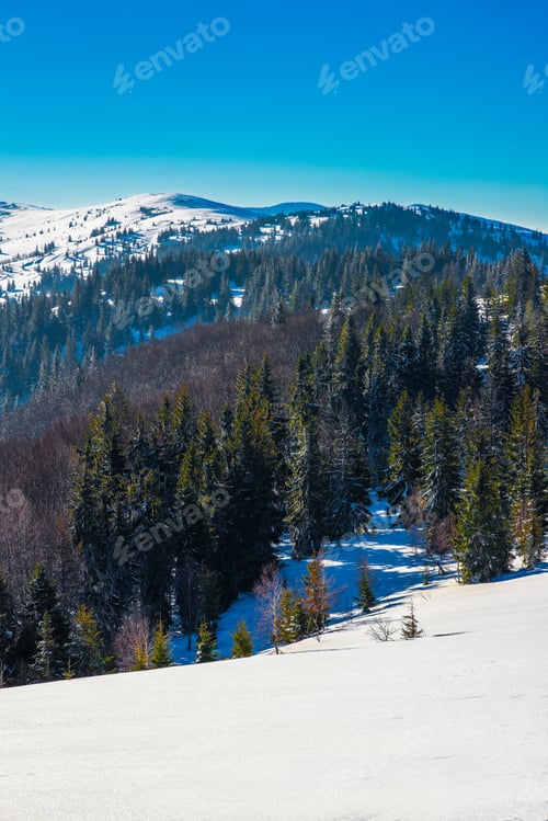 Preview: Spruce winter forest overlooking the mountains