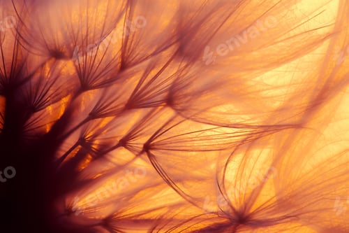Preview: dandelion at sunset . Freedom to Wish. Dandelion silhouette fluffy flower on sunset sky