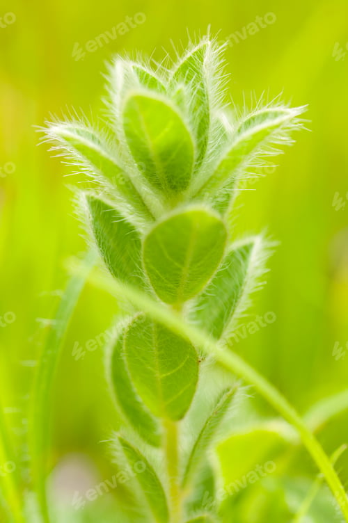 Preview: Beautiful wild flowers in a meadow, Flower background.