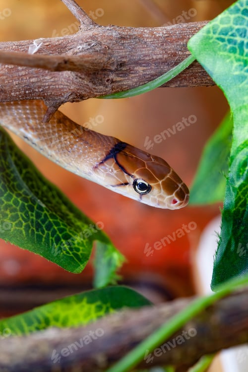 Preview: Indonesian jewelry snake or Coelognathus subradiatus.