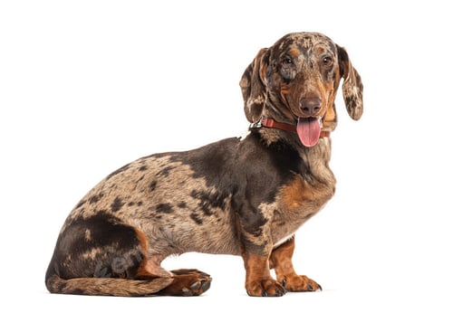 Preview: Dapple dachshund sitting looking at camera on white background