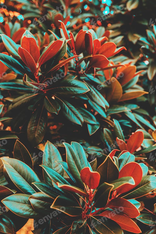 Preview: Lots of green and orange Magnolia leaves. Abstract background.
