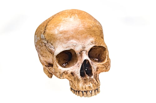 Preview: Virtual reality Human skull isolated on white background