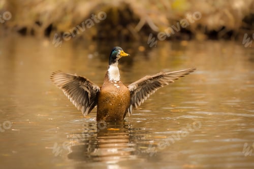 Preview: Closeup of a duck swimming in a pond
