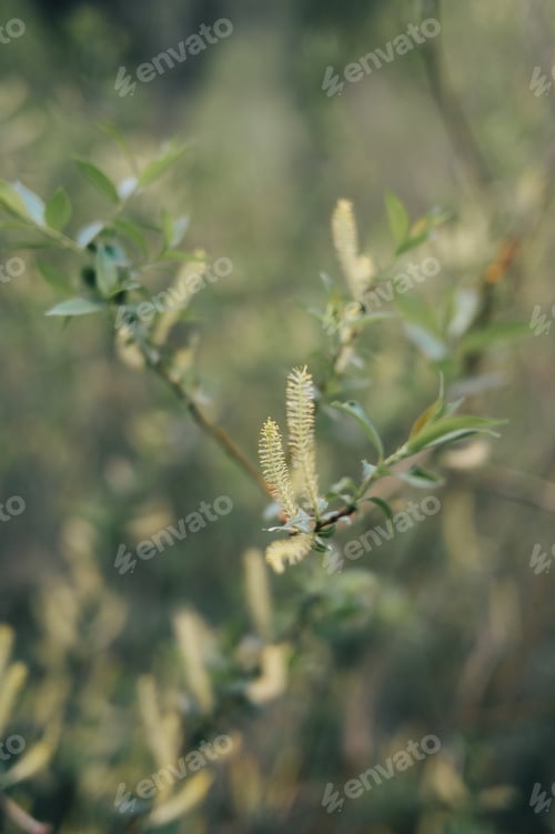 Preview: Close-up of a willow tree branch against a soft, blurred background