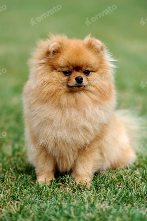 Preview: Brown pomeranian dog