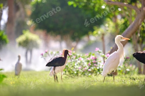 Preview: Glossy ibis wild bird, also known as Plegadis falcinellus walking on green lawn in summer