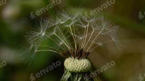 Preview: Closeup shot of Dandelion
